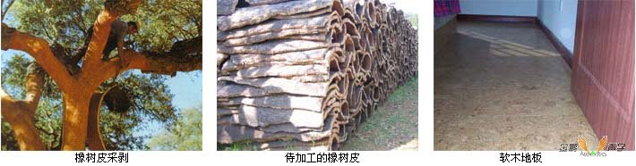 軟木來源與應(yīng)用